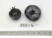 Click for 1 image(s) for this accession. FRUIT
